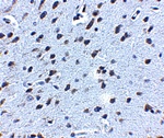 APP Antibody