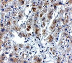 Siglec11 Antibody