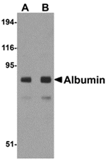 Albumin Antibody