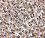 Albumin Antibody