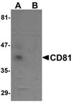 CD81 Antibody