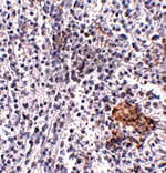 SHOC2 Antibody
