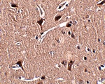 MIPU1 Antibody