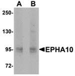 EphA10 Antibody