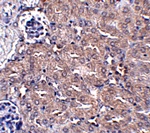 CIP75 Antibody