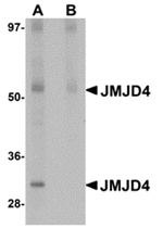 JMJD4 Antibody