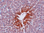 JMJD7 Antibody