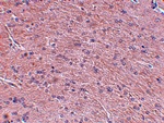 Prosapip1 Antibody