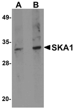 SKA1 Antibody