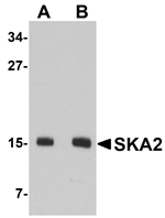 SKA2 Antibody