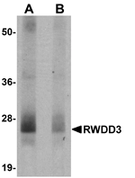 RWDD3 Antibody