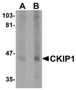 CKIP1 Antibody