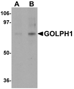 GOLPH1 Antibody