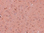 GOLPH2 Antibody