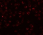 Mimitin Antibody