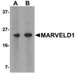 MARVELD1 Antibody