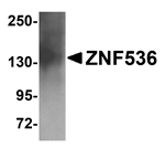 ZNF536 Antibody