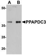PPAPDC3 Antibody