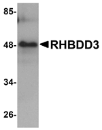 RHBDD3 Antibody