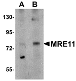 MRE11 Antibody