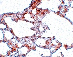 MRE11 Antibody