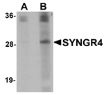 SYNGR4 Antibody