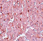 LXR-A Antibody
