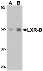 LXR-B Antibody