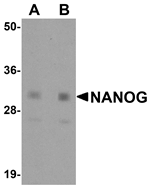 NANOG Antibody