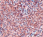 NANOG Antibody