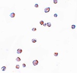 CHORDC1 Antibody