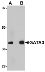 GATA3 Antibody