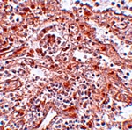 Lin28 Antibody