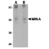 MINA Antibody