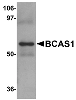 BCAS1 Antibody