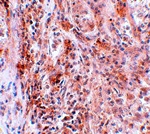 BCAS2 Antibody