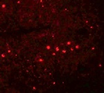 EFHD1 Antibody
