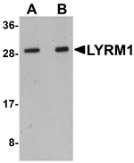 LYRM1 Antibody