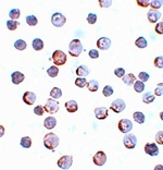 Maelstrom Antibody