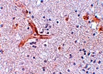 ZC3H12C Antibody
