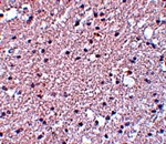 TMEM184A Antibody
