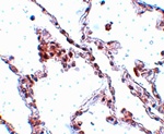 TMEM184B Antibody