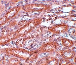 ENC-1 Antibody