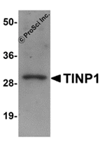 TINP1 Antibody
