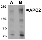 APC2 Antibody
