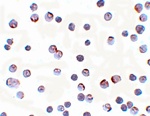 APC2 Antibody