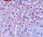 APC3 Antibody