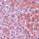 APC4 Antibody