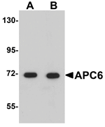 APC6 Antibody