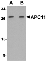 APC11 Antibody